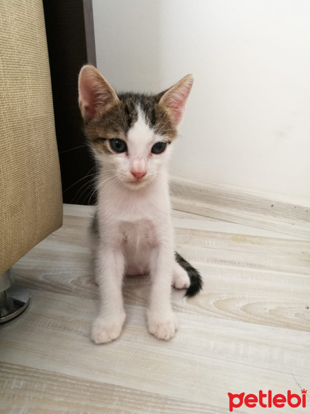 Tekir Kedi, Kedi  ÖMÜRLÜK ACİL YUVA !!! fotoğrafı