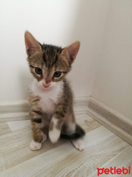 Tekir Kedi, Kedi  ÖMÜRLÜK ACİL YUVA !!! fotoğrafı