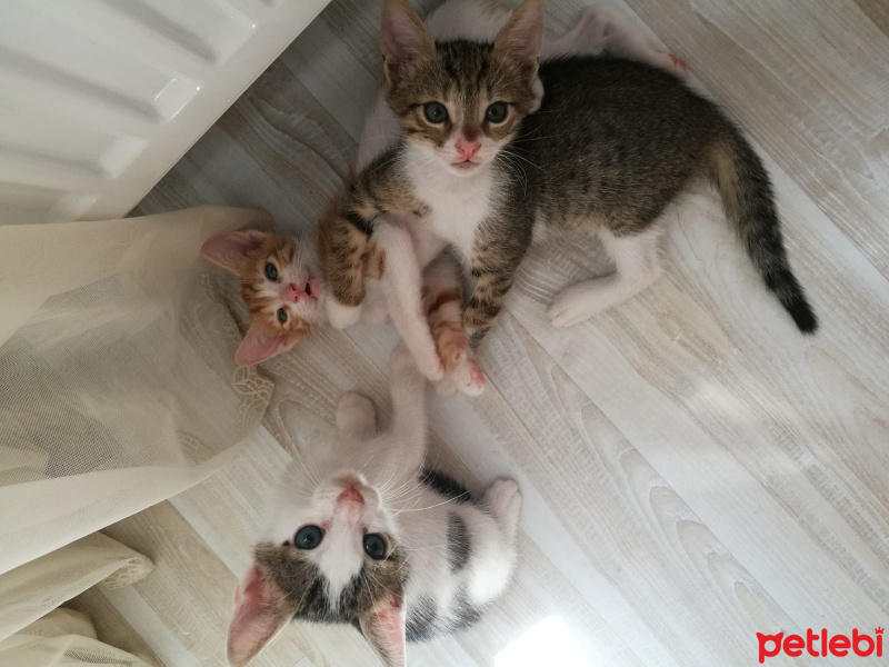Tekir Kedi, Kedi  ÖMÜRLÜK ACİL YUVA !!! fotoğrafı