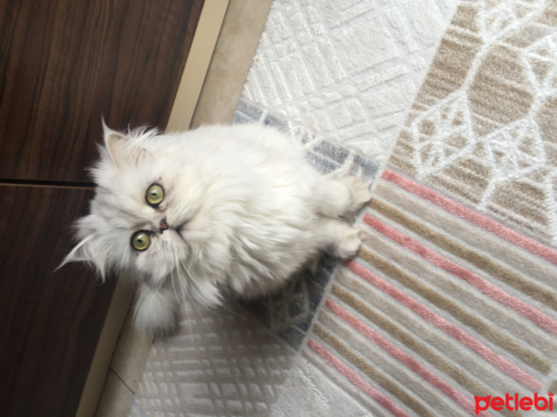Chinchilla, Kedi  Lokum fotoğrafı
