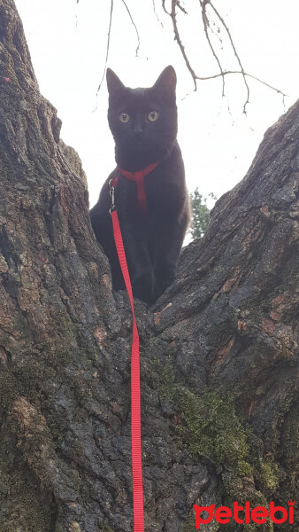 Bombay, Kedi  Karam fotoğrafı