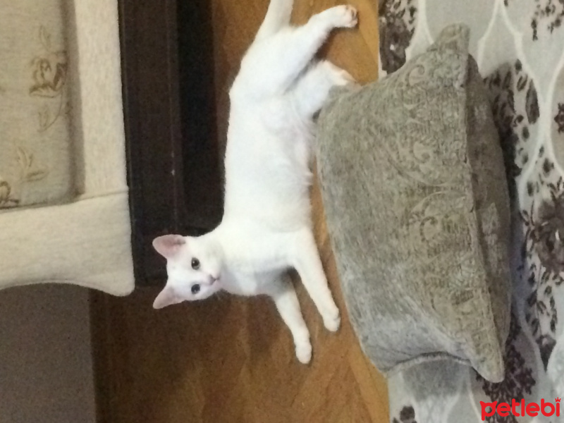 Van Kedisi, Kedi  Fıstık fotoğrafı