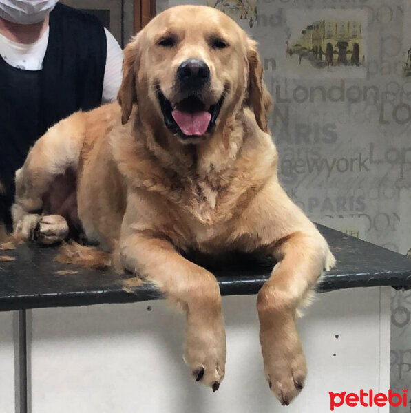 Golden Retriever, Köpek  Eros fotoğrafı