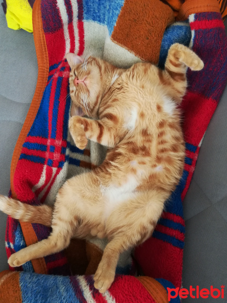 Tekir Kedi, Kedi  BADEM fotoğrafı