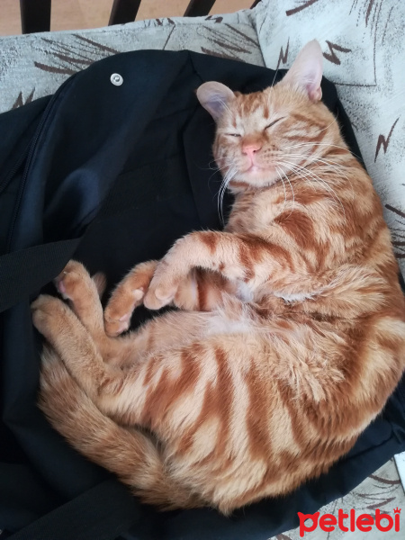 Tekir Kedi, Kedi  BADEM fotoğrafı