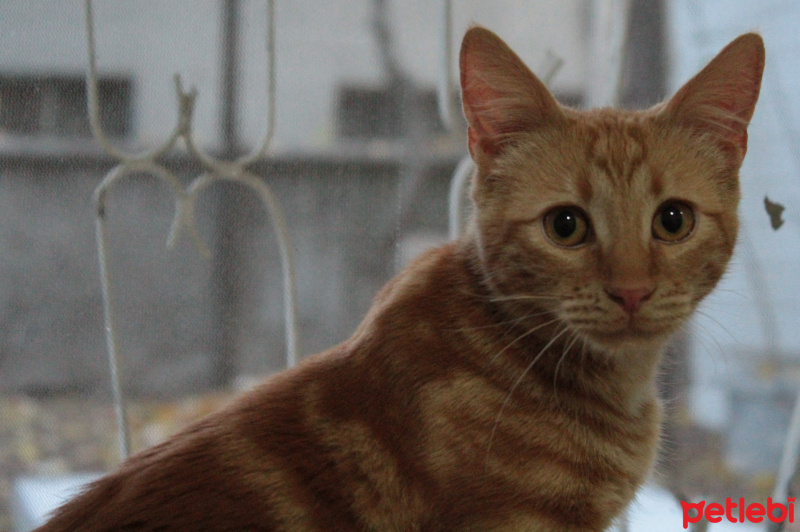 Tekir Kedi, Kedi  BADEM fotoğrafı