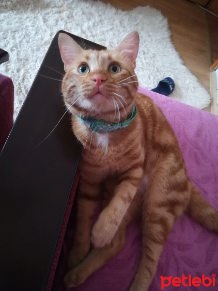 Tekir Kedi, Kedi  BADEM fotoğrafı
