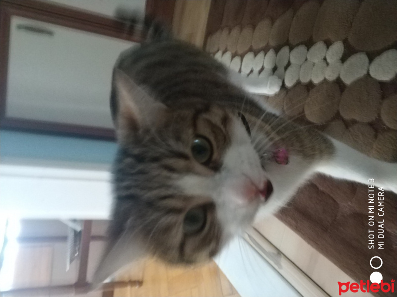 Tekir Kedi, Kedi  Sakız fotoğrafı