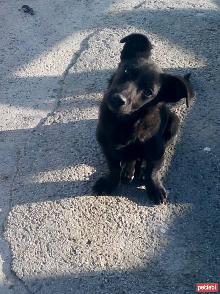 Avustralya Terrier, Köpek  tor fotoğrafı