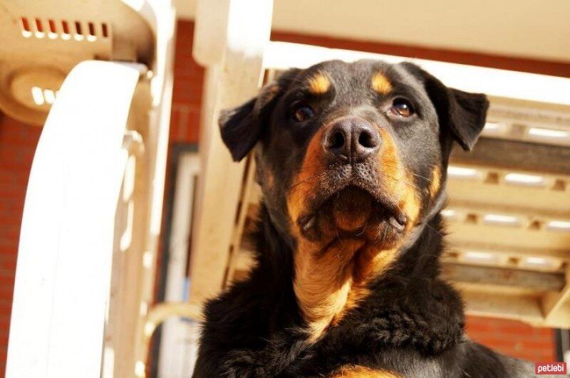 Sokö (Sokak Köpeği), Köpek  boncuk fotoğrafı