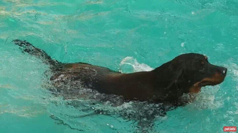 Sokö (Sokak Köpeği), Köpek  boncuk fotoğrafı