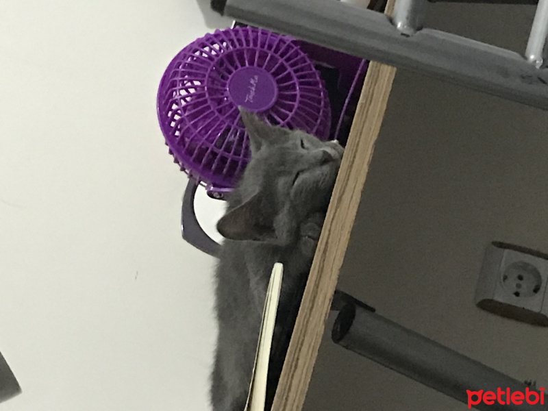 Mavi Rus, Kedi  Uzay fotoğrafı