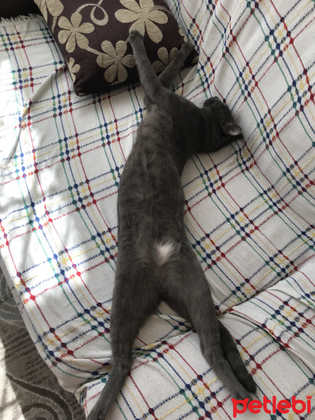 Mavi Rus, Kedi  Uzay fotoğrafı