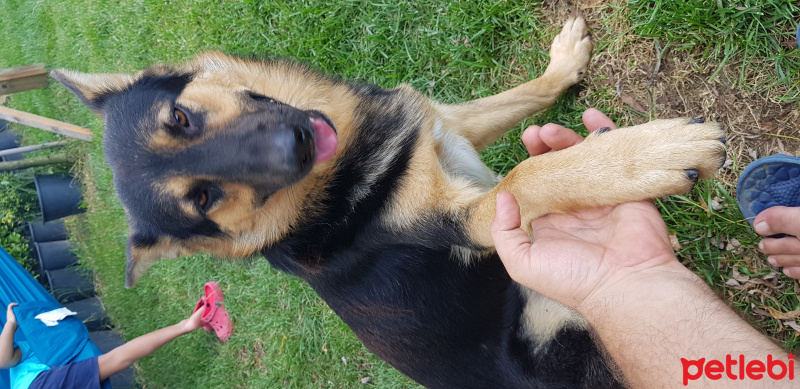 Alman Çoban Köpeği, Köpek  Sezar fotoğrafı