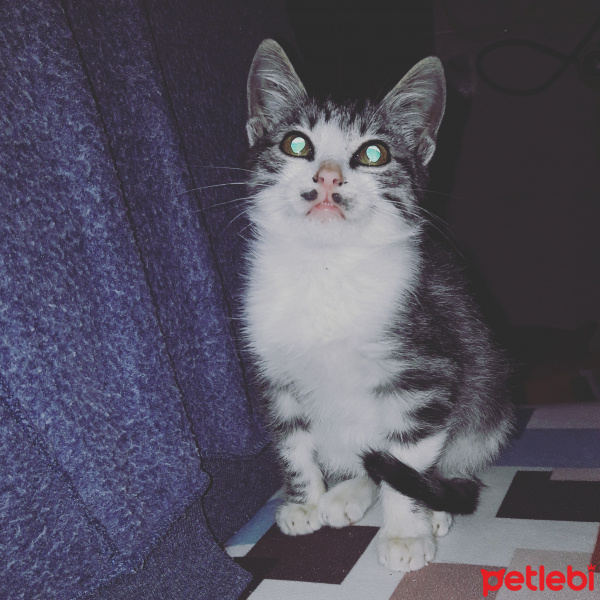 Tekir Kedi, Kedi  Ferit fotoğrafı