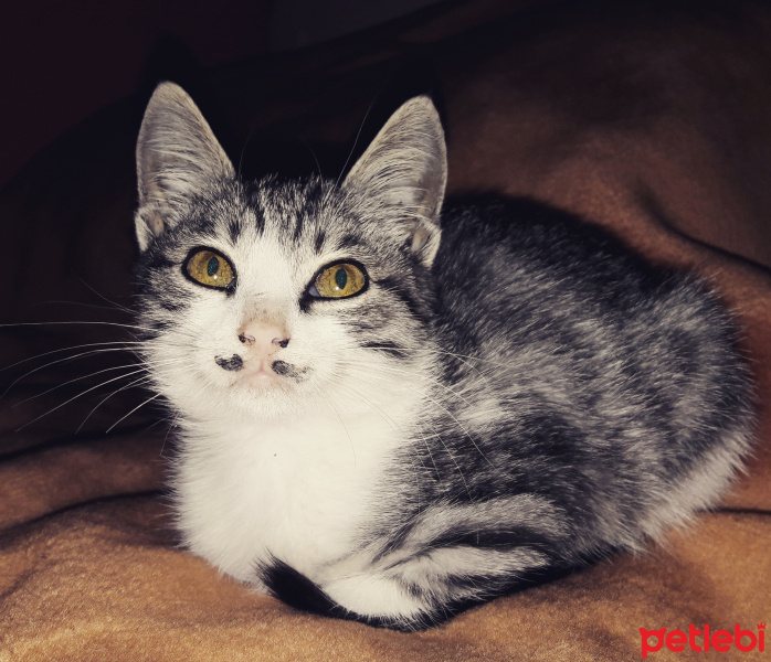 Tekir Kedi, Kedi  Ferit fotoğrafı