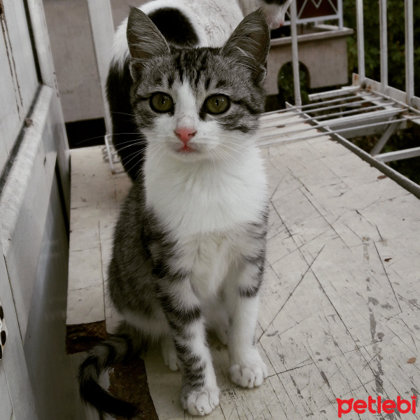 Tekir Kedi, Kedi  Ferit fotoğrafı