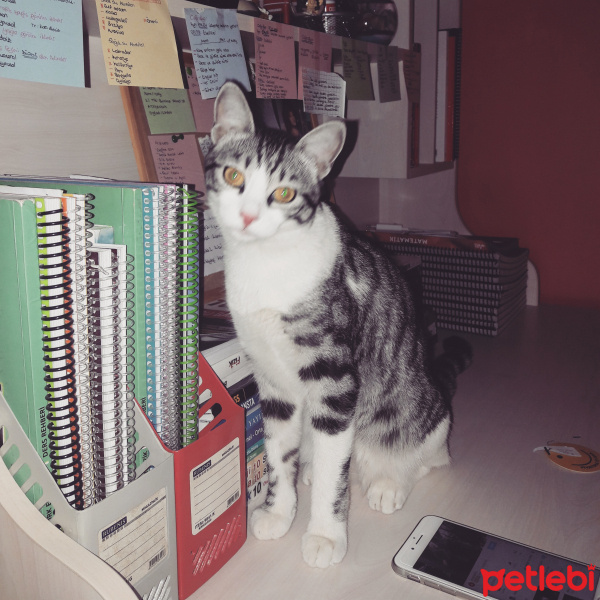Tekir Kedi, Kedi  Ferit fotoğrafı