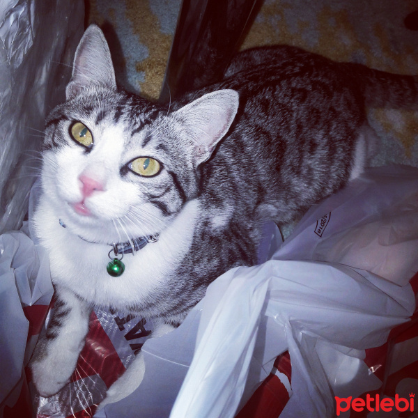 Tekir Kedi, Kedi  Ferit fotoğrafı