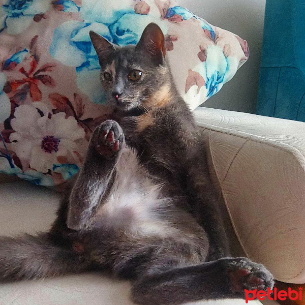 Mavi Rus, Kedi  Duman fotoğrafı