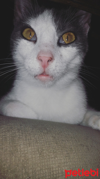 Soke, Kedi  Gümüş fotoğrafı