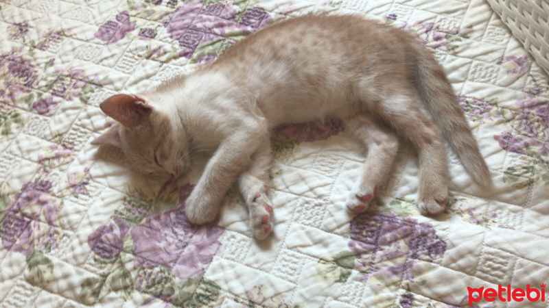 Tekir Kedi, Kedi  Badem fotoğrafı