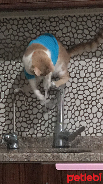 Tekir Kedi, Kedi  Badem fotoğrafı
