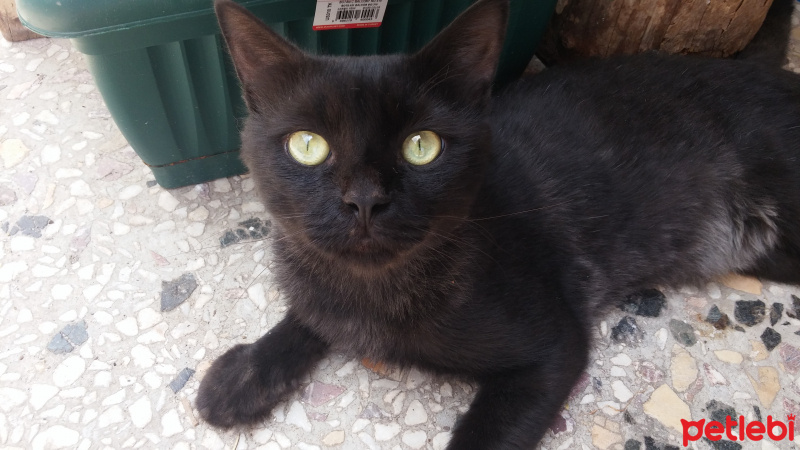 İran Kedisi (Persian), Kedi  Paşa fotoğrafı
