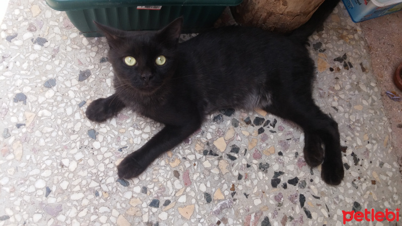 İran Kedisi (Persian), Kedi  Paşa fotoğrafı