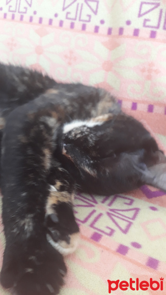 Tekir Kedi, Kedi  Tahin ve pekmez fotoğrafı