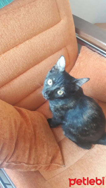 Tekir Kedi, Kedi  Tahin ve pekmez fotoğrafı