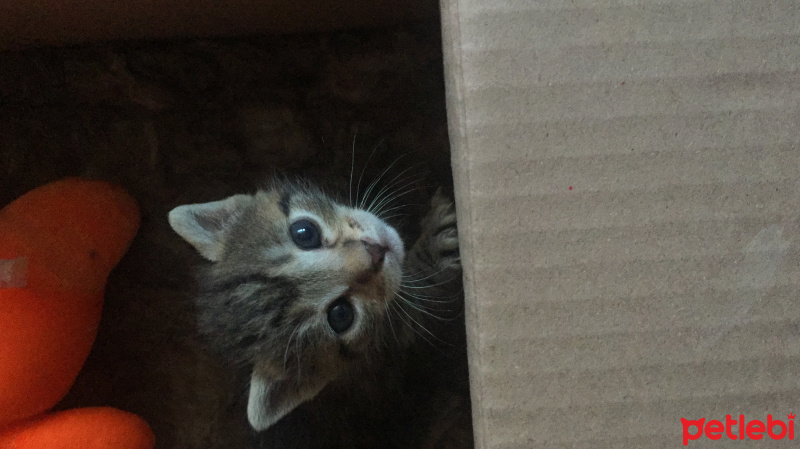 Tekir Kedi, Kedi  Adı yok fotoğrafı