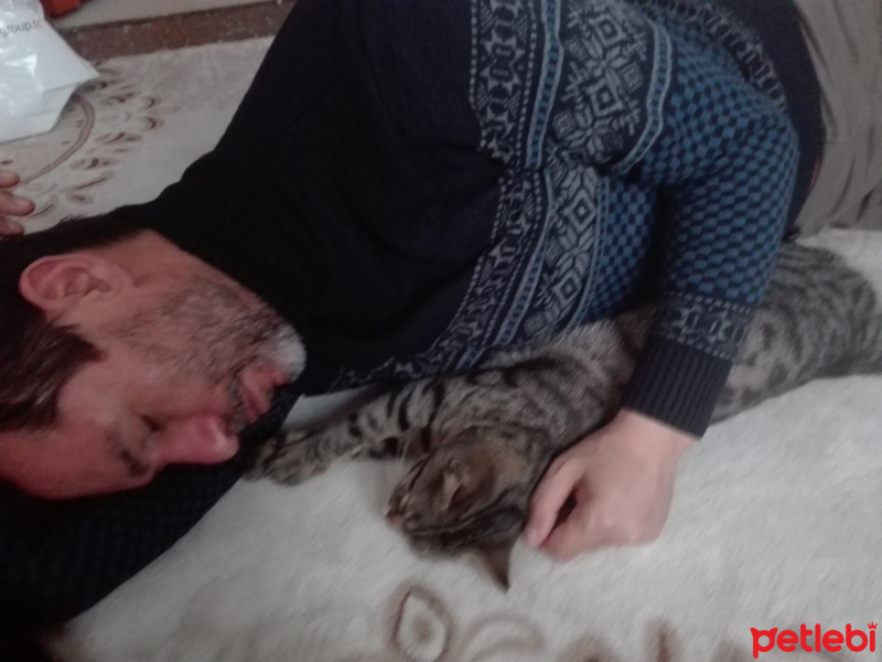 Tekir Kedi, Kedi  Vektör fotoğrafı