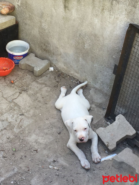 Dogo Arjantin, Köpek  Narkoz fotoğrafı