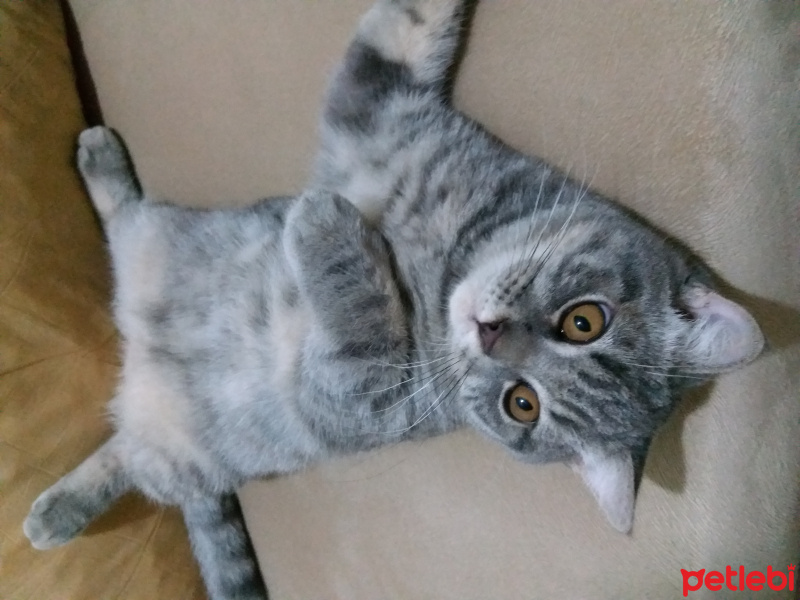 Scottish Fold, Kedi  Pati fotoğrafı