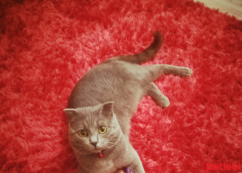 Scottish Fold, Kedi  Lord fotoğrafı