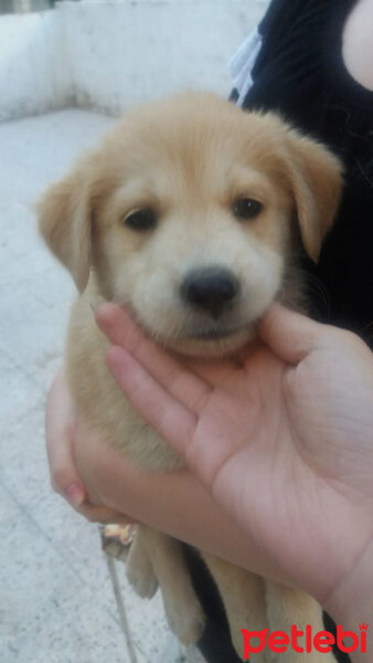 Golden Retriever, Köpek  Balım fotoğrafı