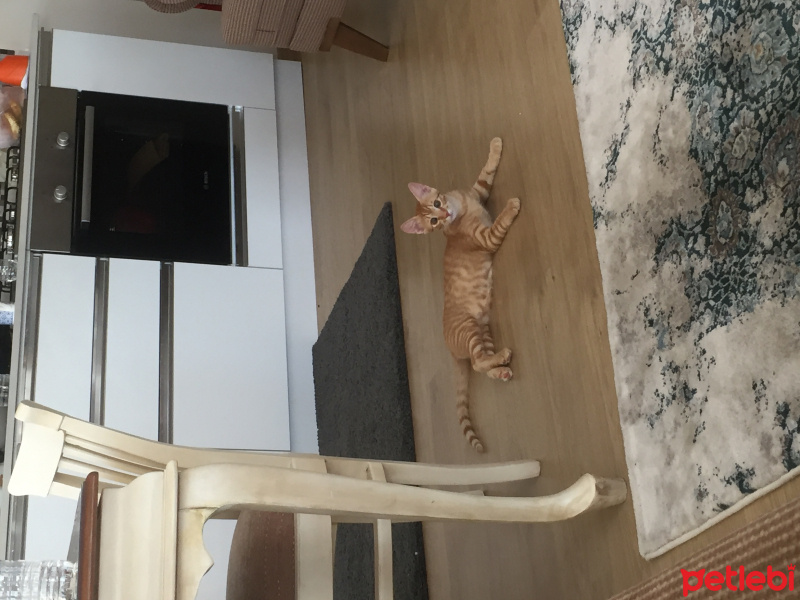 Tekir Kedi, Kedi  Balım fotoğrafı