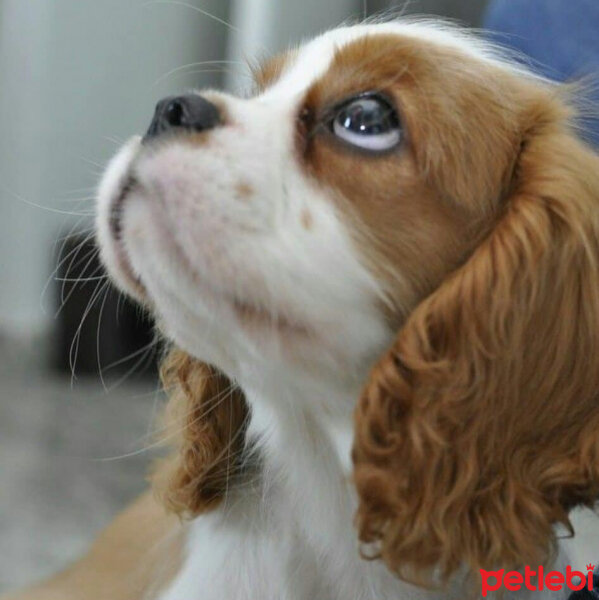 Cavalier King Charles Spanieli, Köpek  Karamel fotoğrafı