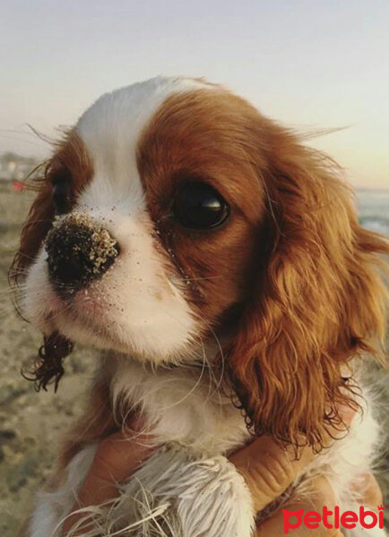 Cavalier King Charles Spanieli, Köpek  Karamel fotoğrafı