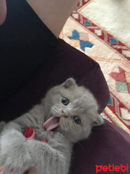 Scottish Fold, Kedi  Gümüş fotoğrafı