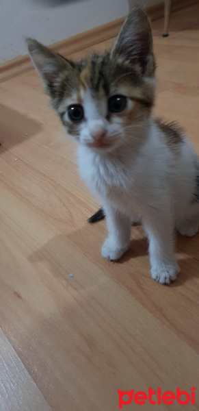 Abyssinian, Kedi  KINALI fotoğrafı