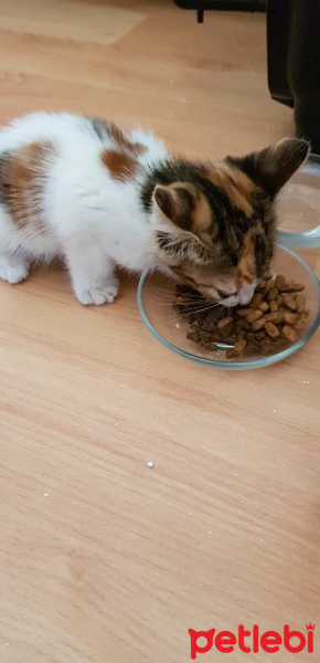 Abyssinian, Kedi  KINALI fotoğrafı