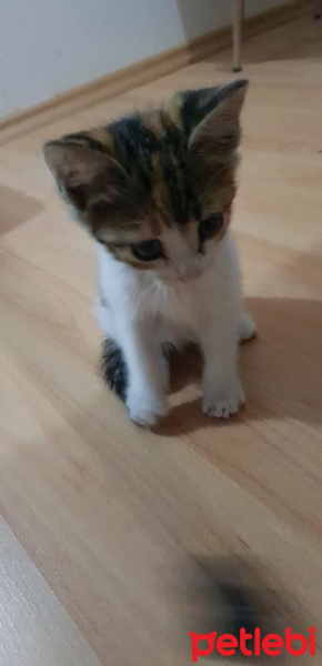 Abyssinian, Kedi  KINALI fotoğrafı