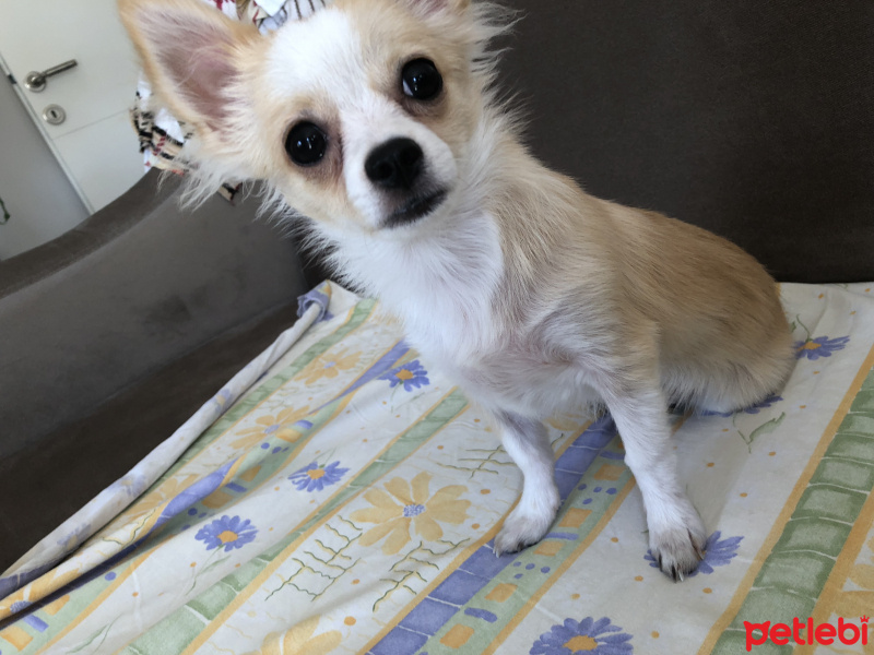 Chihuahua, Köpek  Tyson fotoğrafı