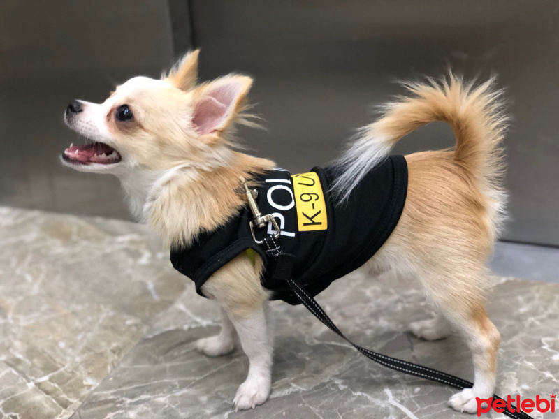 Chihuahua, Köpek  Tyson fotoğrafı