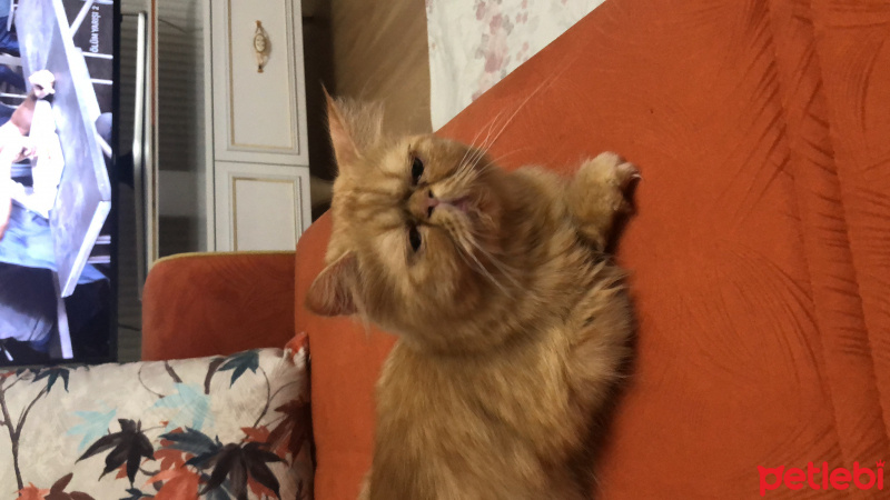 İran Kedisi (Persian), Kedi  Nazlı fotoğrafı