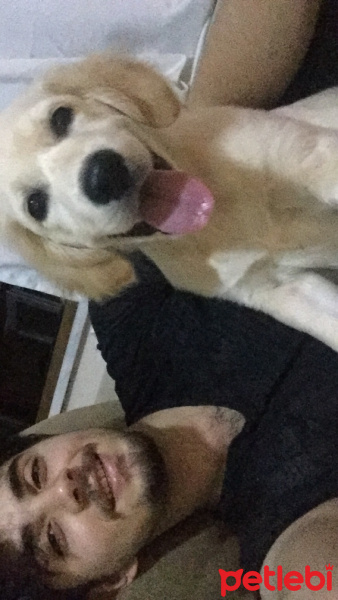 Golden Retriever, Köpek  Alice fotoğrafı