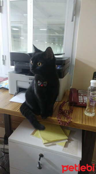 Tekir Kedi, Kedi  Zeytin fotoğrafı