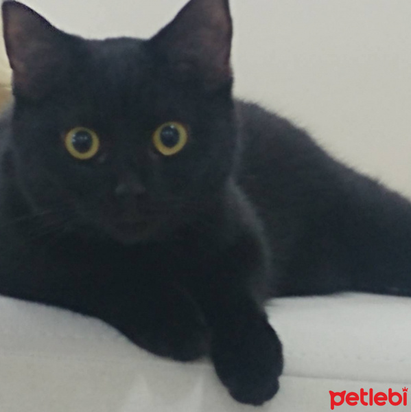 Tekir Kedi, Kedi  Zeytin fotoğrafı